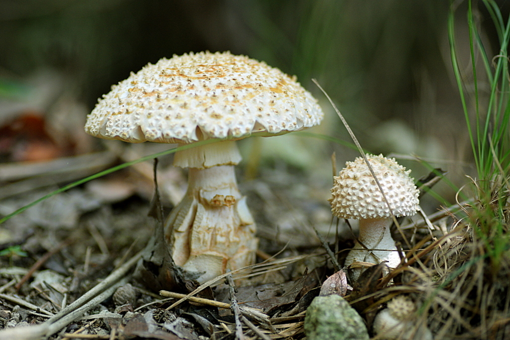 f:id:tomhoo:20170827203904j:plain