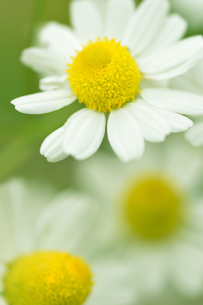 f:id:tomhoo:20170923202918j:plain