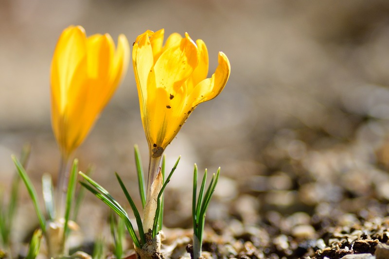 f:id:tomhoo:20180303232503j:plain