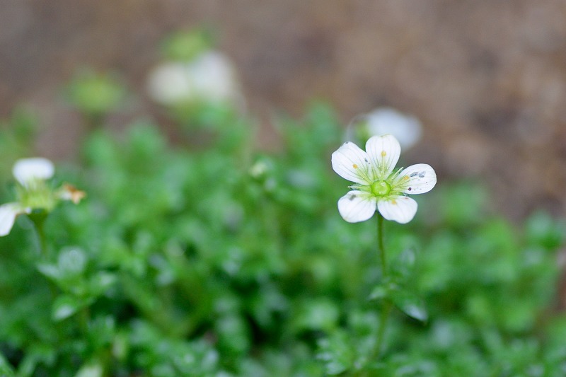 f:id:tomhoo:20180305200034j:plain f:id:tomhoo:20180305200034j:plain