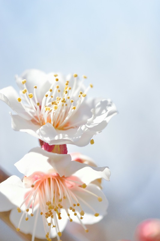 f:id:tomhoo:20180311223320j:plain f:id:tomhoo:20180311223320j:plain