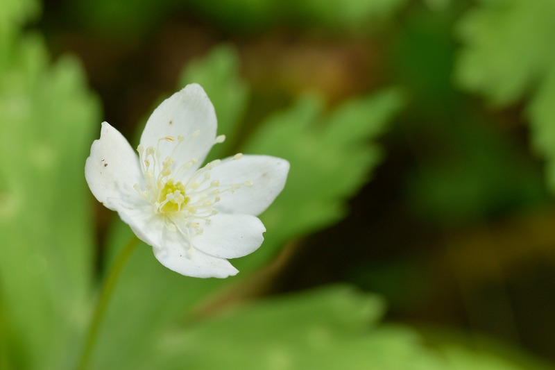 f:id:tomhoo:20180429203328j:plain f:id:tomhoo:20180429203328j:plain