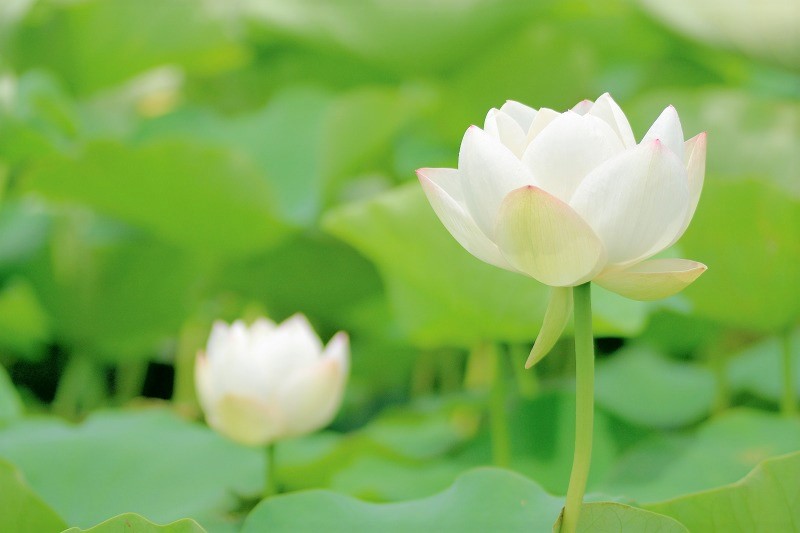 f:id:tomhoo:20180708153647j:plain f:id:tomhoo:20180708153647j:plain