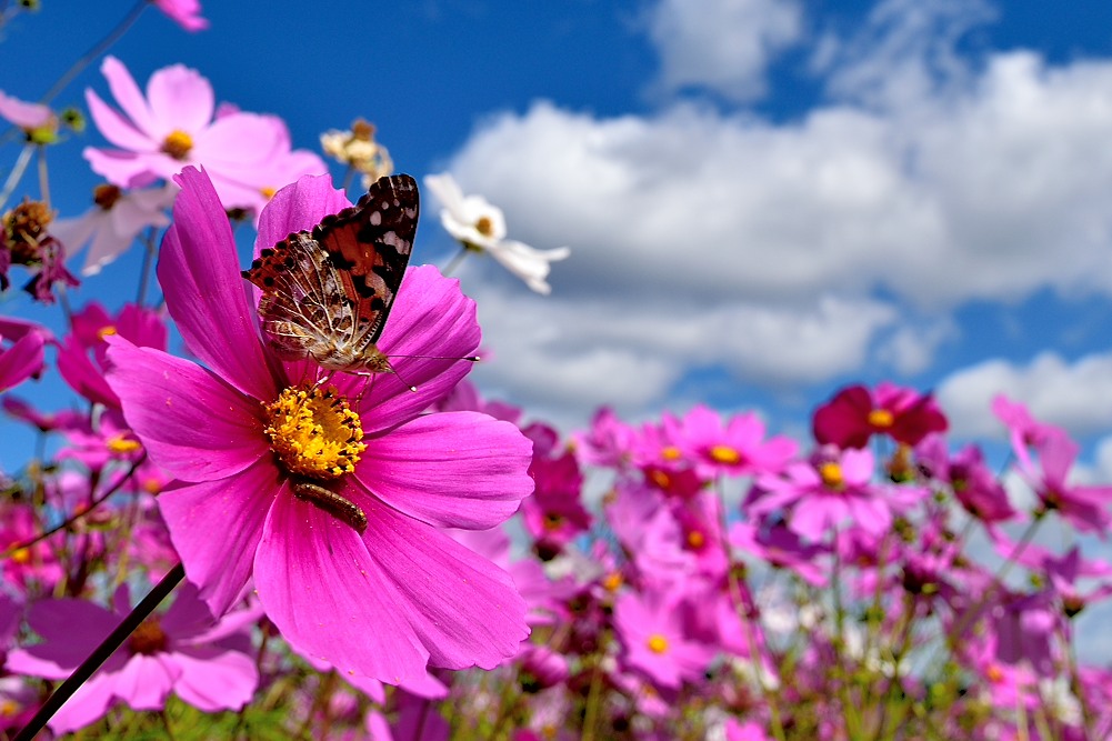 f:id:tomhoo:20181020165330j:plain f:id:tomhoo:20181020165330j:plain