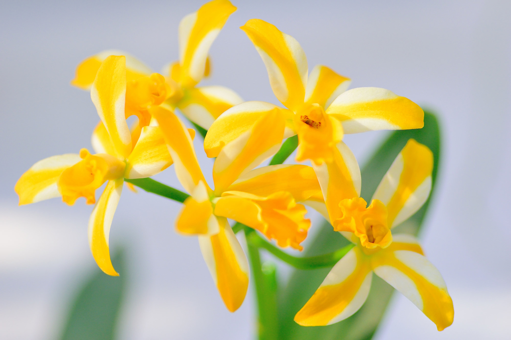 f:id:tomhoo:20190119085254j:plain f:id:tomhoo:20190119085254j:plain