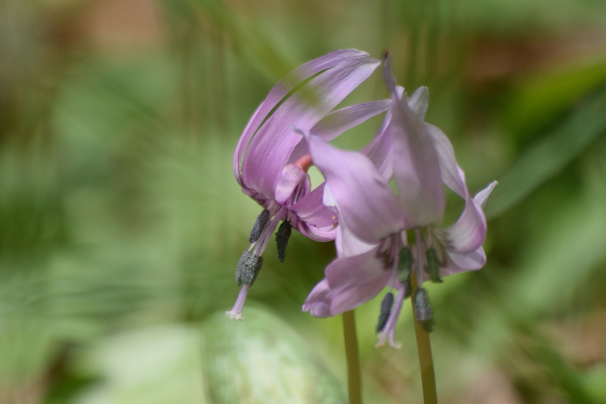 f:id:tomhoo:20190429194025j:plain