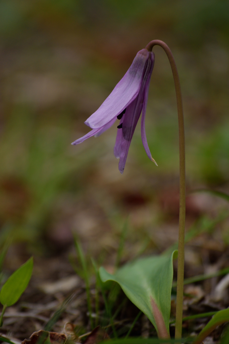 f:id:tomhoo:20190429194207j:plain