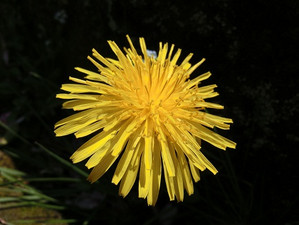 Cimg0334_2 Cimg0334_2