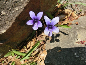 Cimg0431 Cimg0431