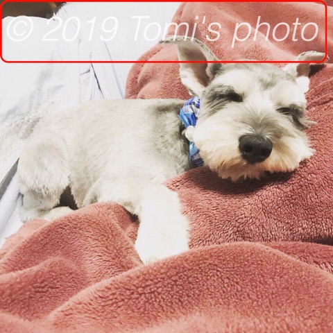 f:id:tomi_kun:20190109165319j:plain f:id:tomi_kun:20190109165319j:plain