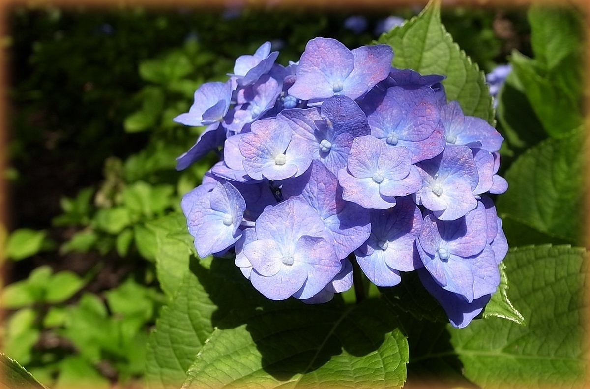 f:id:tomii23:20190614103807j:plain