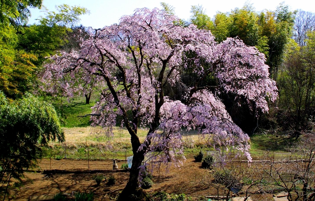 f:id:tomii23:20200326125653j:plain f:id:tomii23:20200326125653j:plain