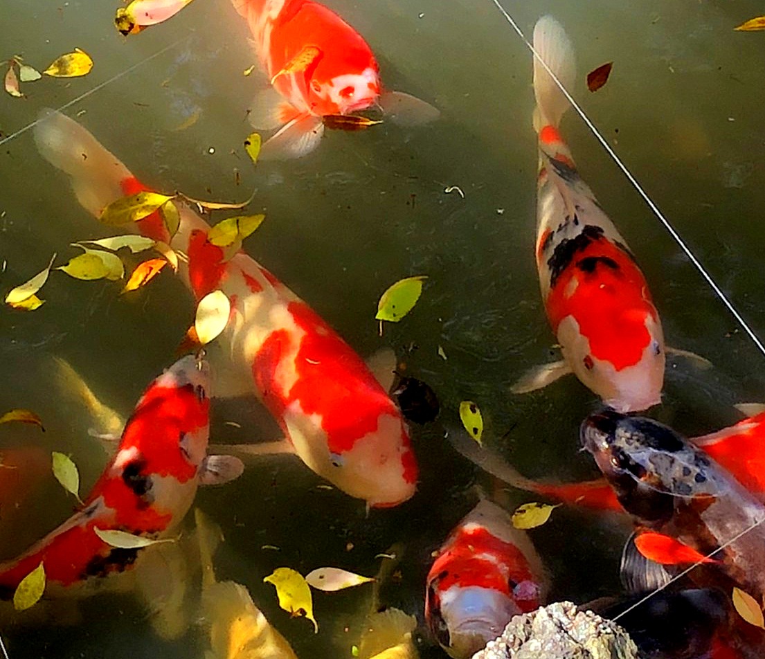 f:id:tomii23:20210426073419j:plain