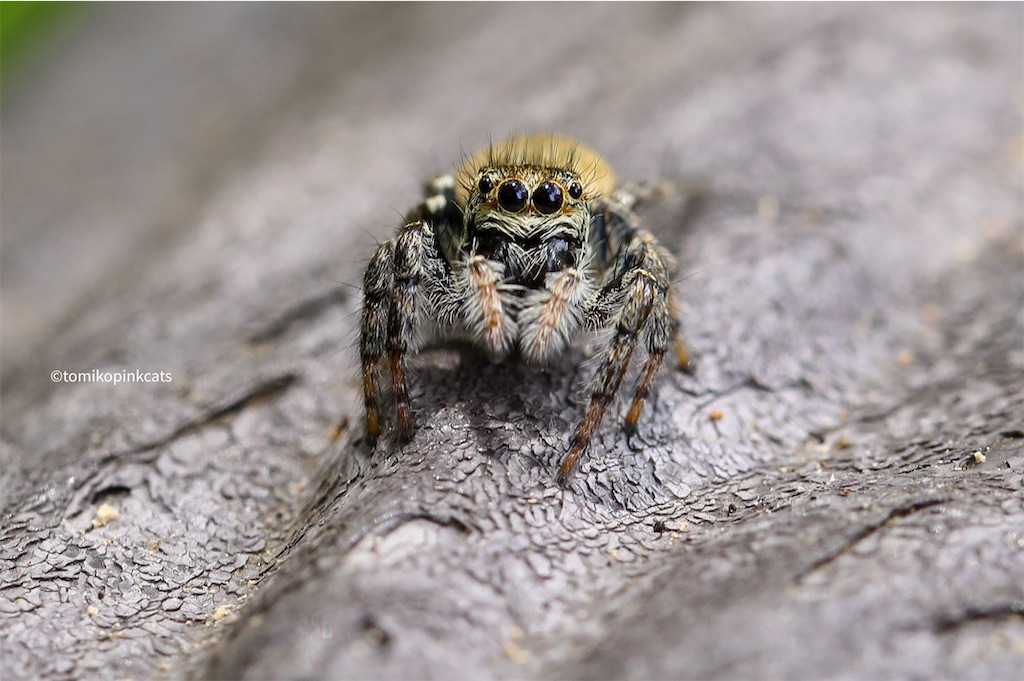 ハエトリグモとは 動植物の人気 最新記事を集めました はてな