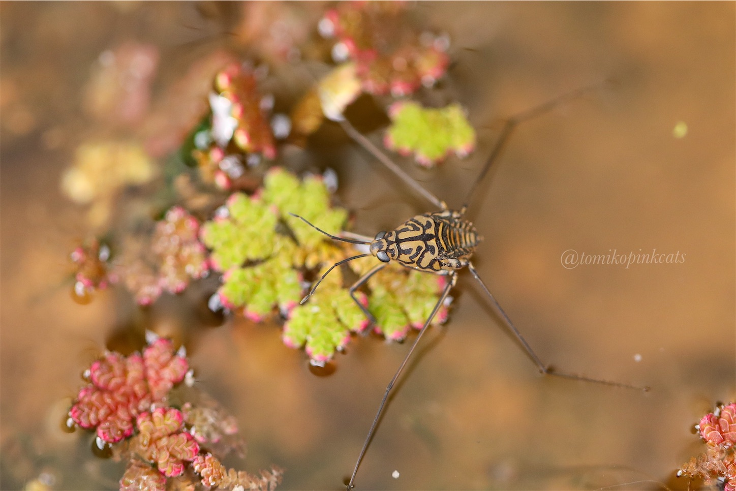 f:id:tomikopinkcats:20250201205152j:image