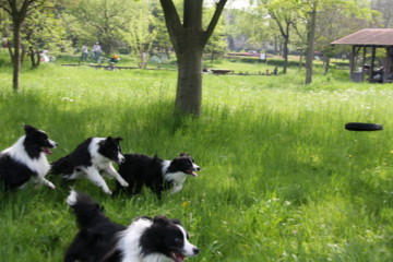 f:id:tominoue:20120429142733j:image