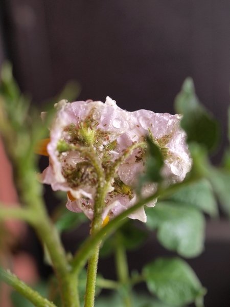 f:id:tominxanadu:20110603115335j:image f:id:tominxanadu:20110603115335j:image