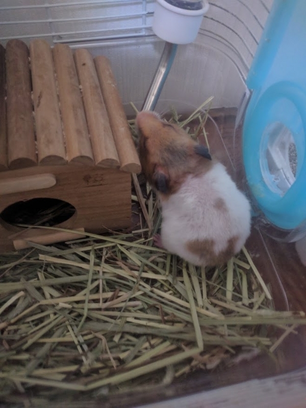 f:id:tomiyoichi:20180105235848j:image:w360:right