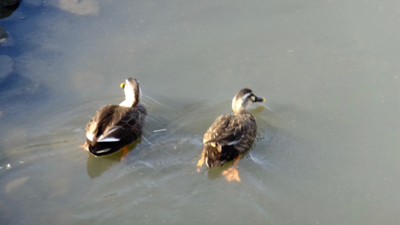 f:id:tomlin:20170228150413j:plain f:id:tomlin:20170228150413j:plain