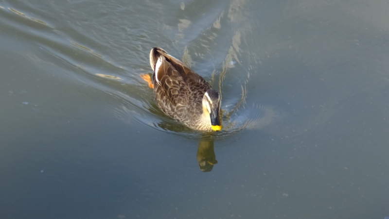 f:id:tomlin:20170228152810j:plain f:id:tomlin:20170228152810j:plain