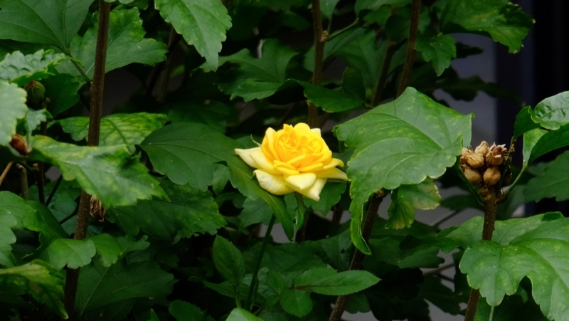 f:id:tomlin:20170920221033j:plain f:id:tomlin:20170920221033j:plain