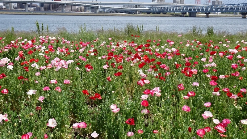 f:id:tomlin:20190515215752j:plain f:id:tomlin:20190515215752j:plain