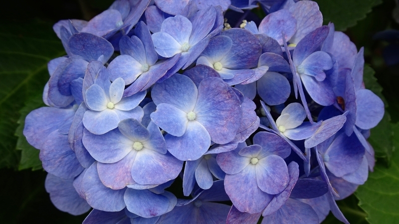 f:id:tomlin:20190702224108j:plain f:id:tomlin:20190702224108j:plain