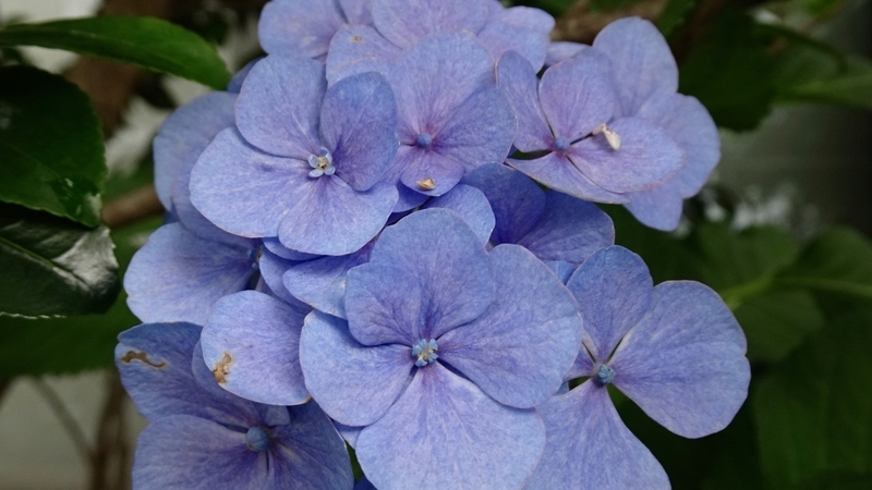 f:id:tomlin:20190702224114j:plain f:id:tomlin:20190702224114j:plain
