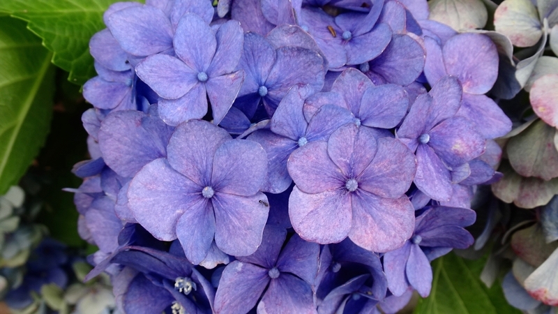 f:id:tomlin:20190702224120j:plain f:id:tomlin:20190702224120j:plain
