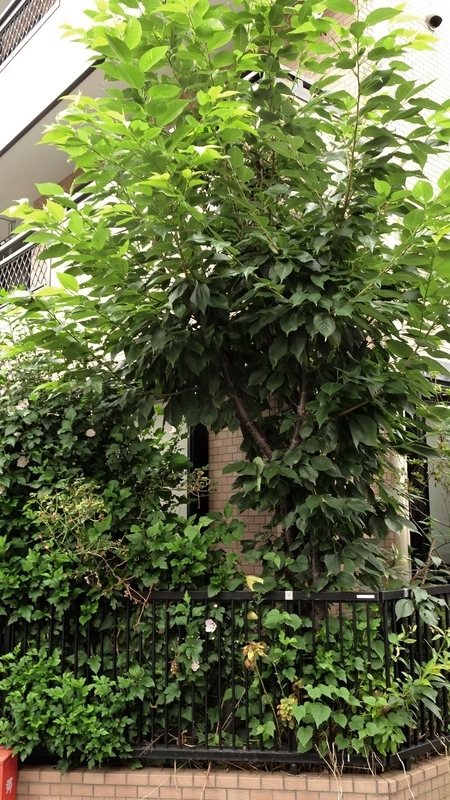 f:id:tomlin:20190702224125j:plain f:id:tomlin:20190702224125j:plain