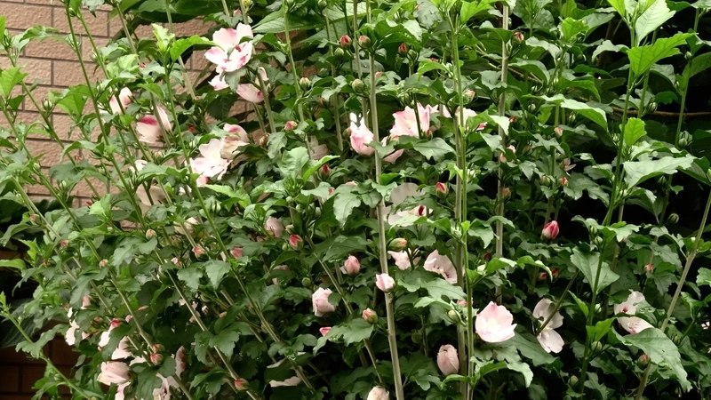 f:id:tomlin:20190702224131j:plain f:id:tomlin:20190702224131j:plain