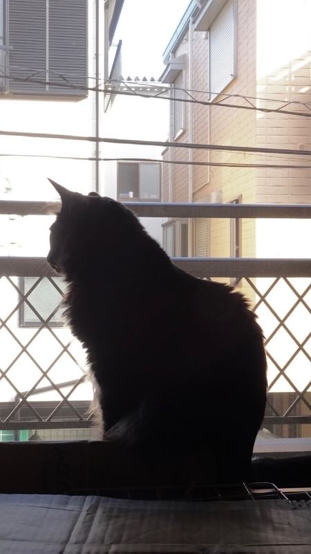 f:id:tomlin:20210617223111j:plain