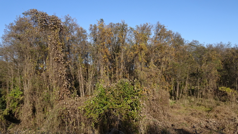 f:id:tomlin:20211205214937j:plain