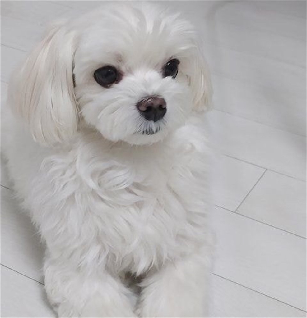f:id:tommy-korea:20210203214836j:image