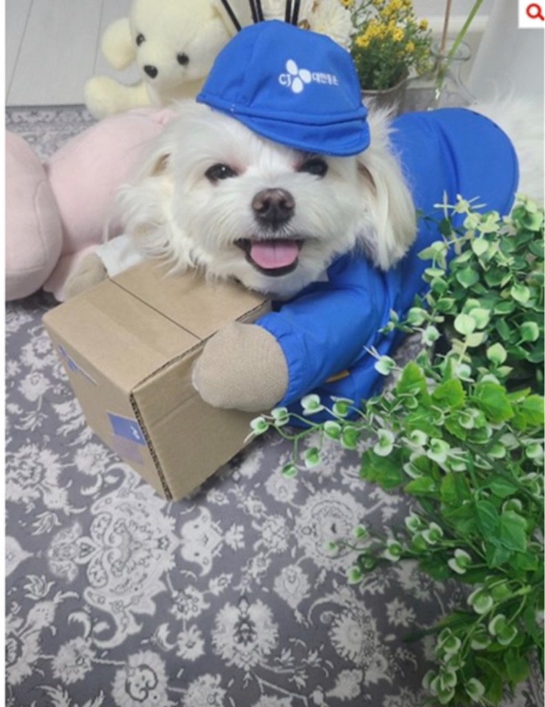 f:id:tommy-korea:20210203223243j:image
