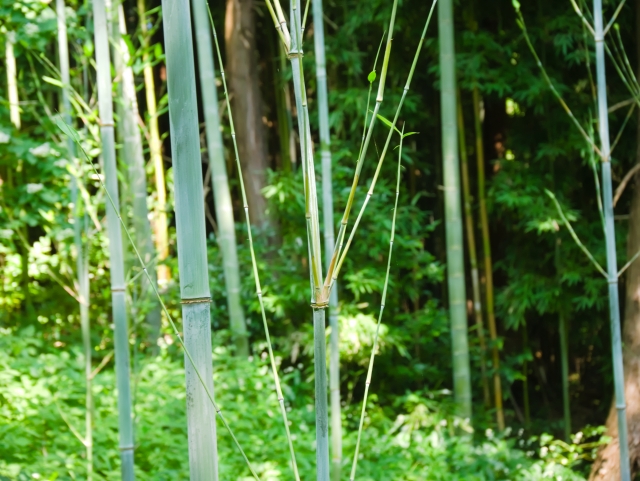 たけのこの種類と見分け方 旬の時期はいつ 日日是好日 快適生活