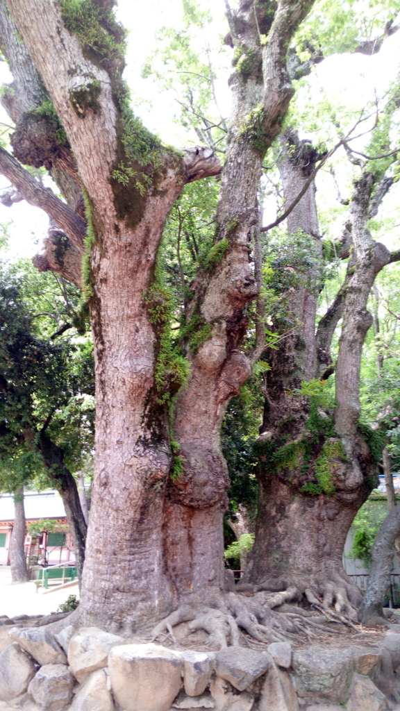 f:id:tommyoctopas:20180603134719j:plain f:id:tommyoctopas:20180603134719j:plain