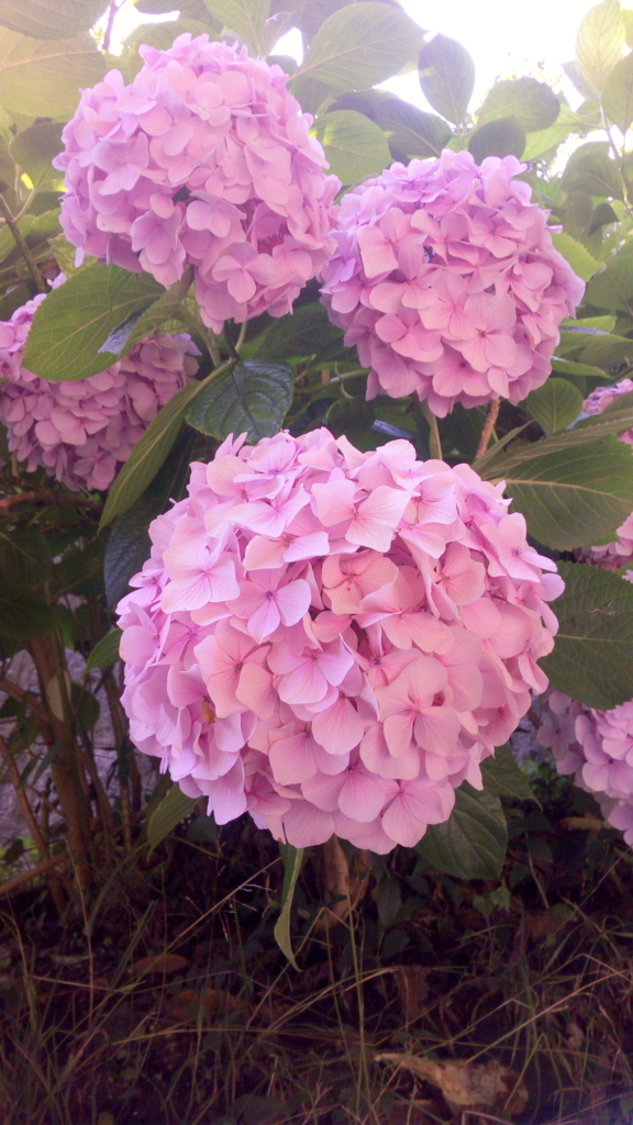 f:id:tommyoctopas:20180624145921j:plain f:id:tommyoctopas:20180624145921j:plain
