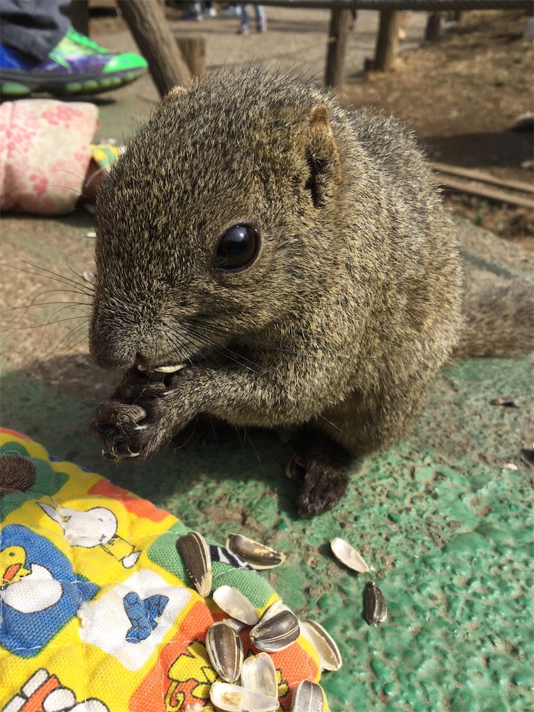 f:id:tommyytan:20190224221053j:image