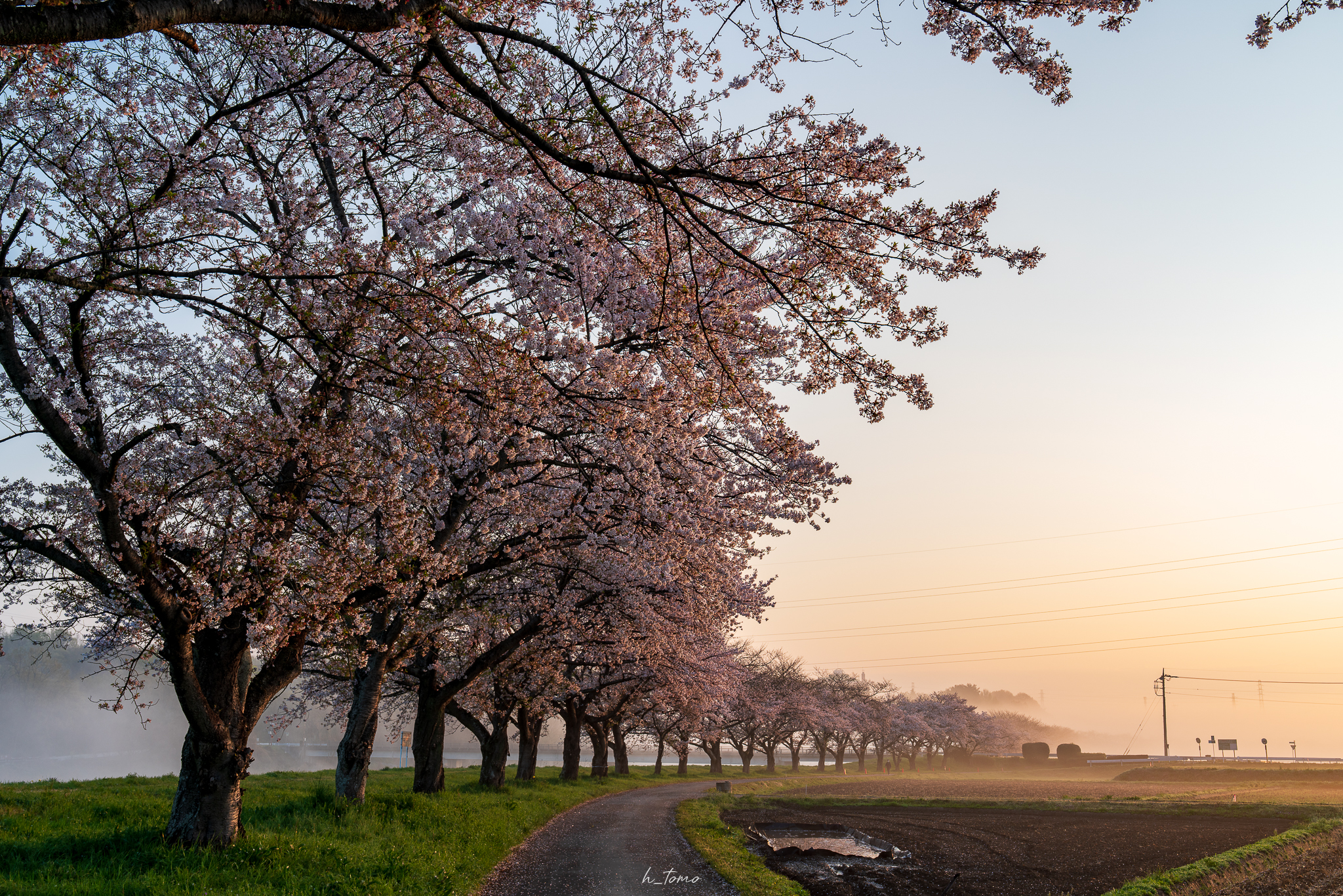 弓なりの桜堤 - 写真日和