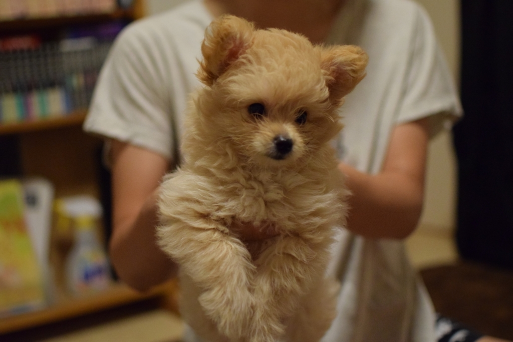 f:id:tomo-camera:20180227164522j:plain f:id:tomo-camera:20180227164522j:plain
