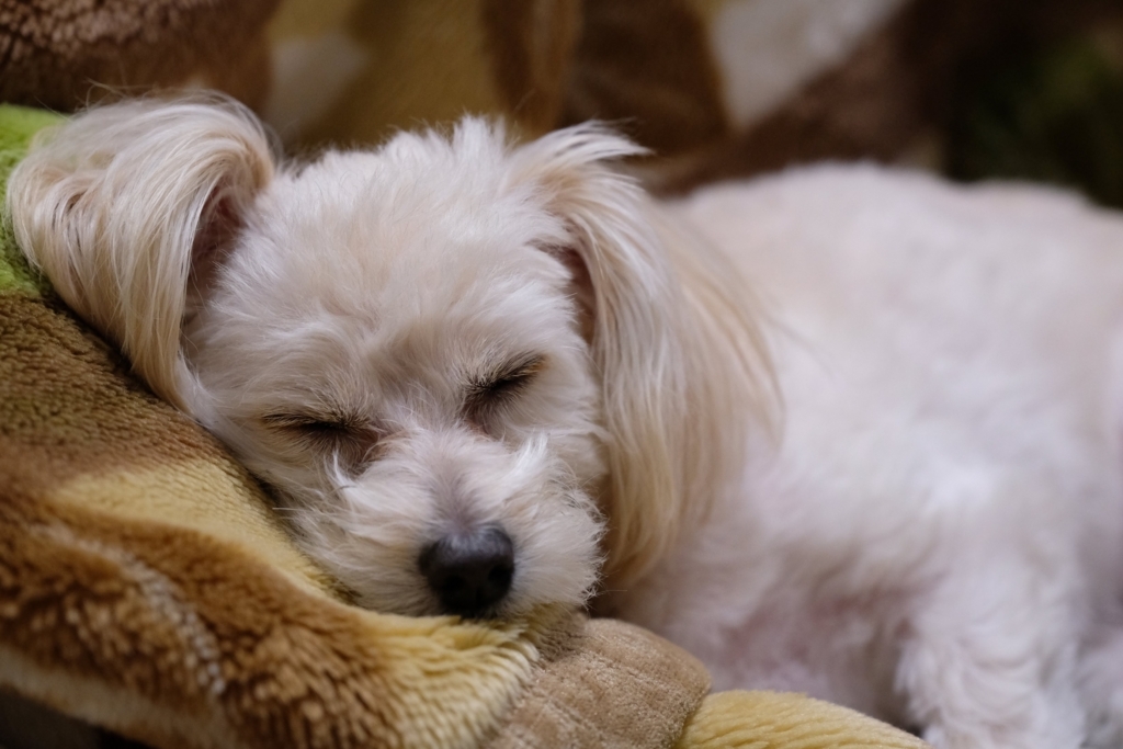 f:id:tomo-camera:20180228151142j:plain f:id:tomo-camera:20180228151142j:plain
