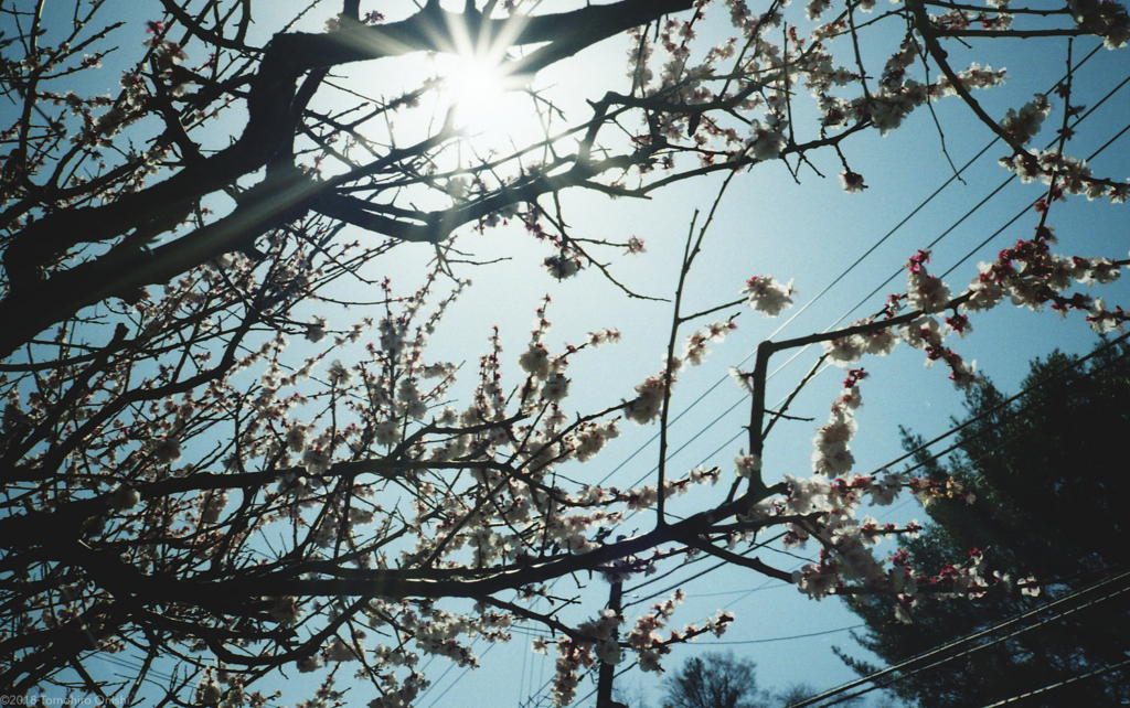 f:id:tomo-camera:20180315164351j:plain f:id:tomo-camera:20180315164351j:plain