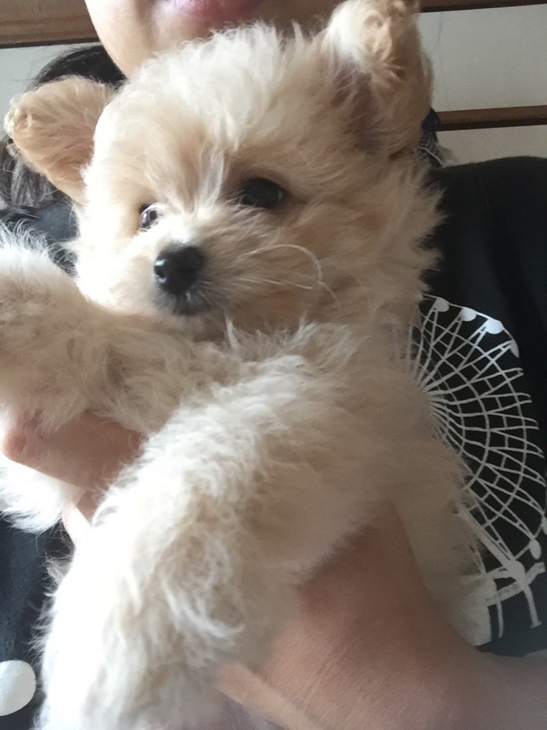 f:id:tomo-camera:20180316105722j:plain f:id:tomo-camera:20180316105722j:plain