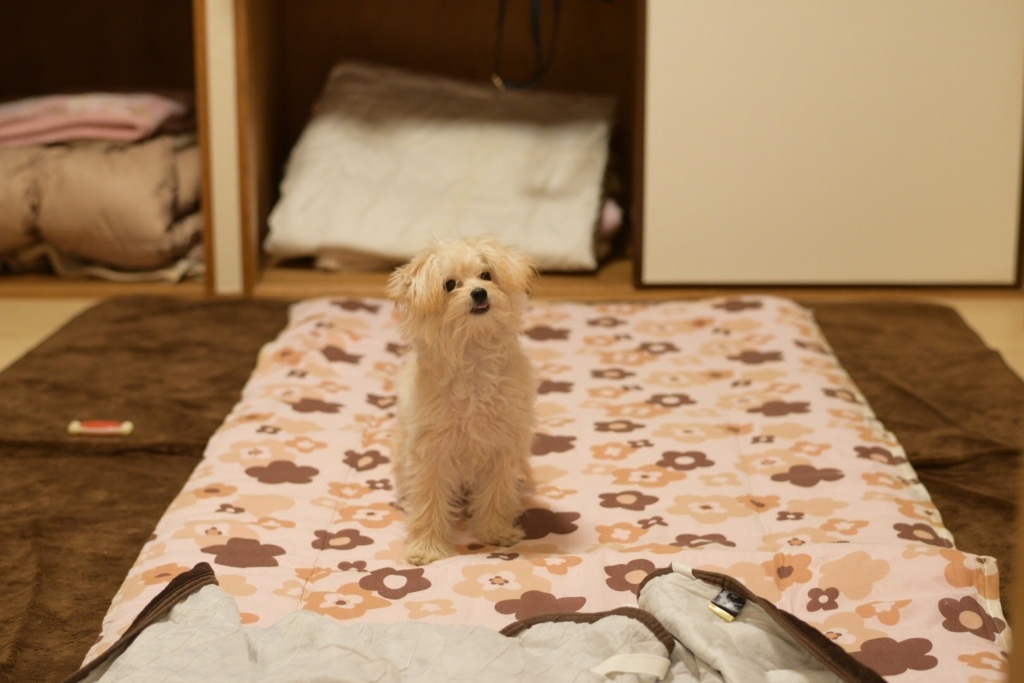 f:id:tomo-camera:20180316110722j:plain f:id:tomo-camera:20180316110722j:plain