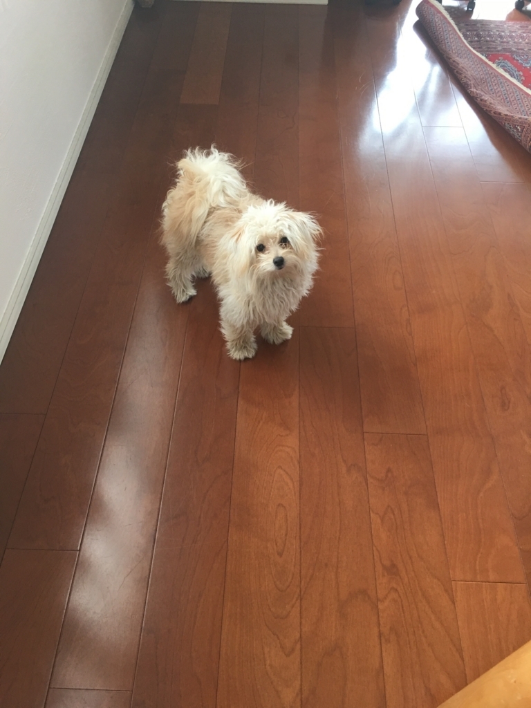 f:id:tomo-camera:20180316115354j:plain f:id:tomo-camera:20180316115354j:plain