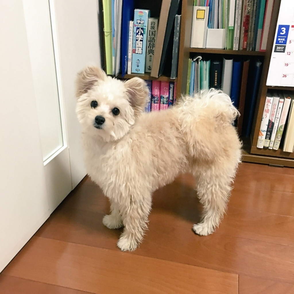 f:id:tomo-camera:20180316115634j:plain f:id:tomo-camera:20180316115634j:plain