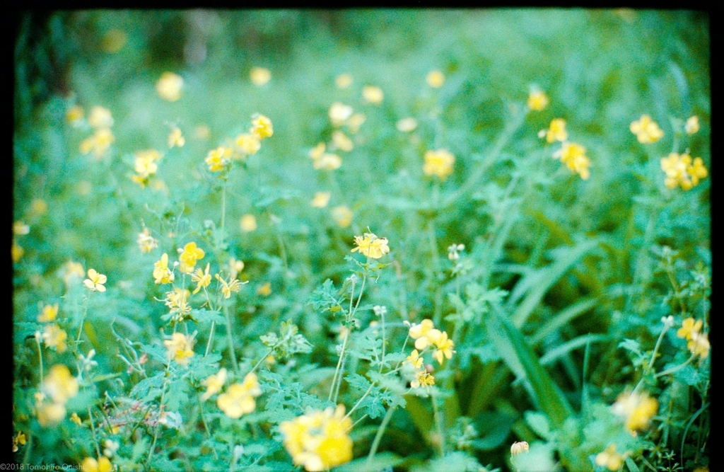 f:id:tomo-camera:20180320101157j:plain f:id:tomo-camera:20180320101157j:plain