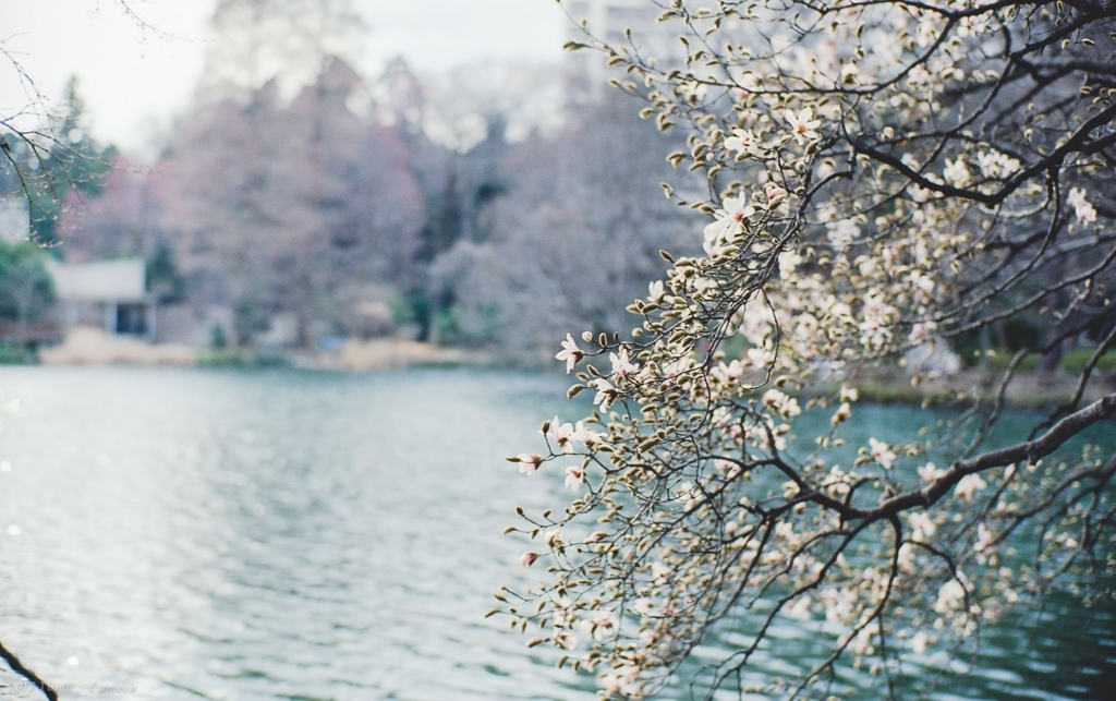 f:id:tomo-camera:20180320115851j:plain f:id:tomo-camera:20180320115851j:plain