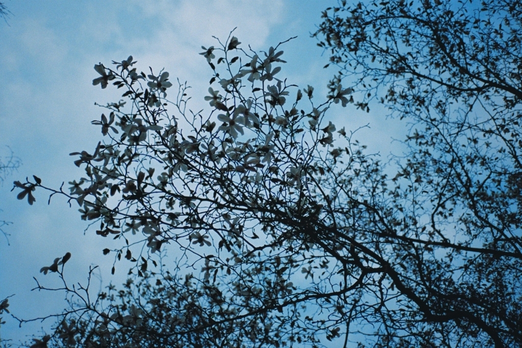f:id:tomo-camera:20180628103501j:plain f:id:tomo-camera:20180628103501j:plain